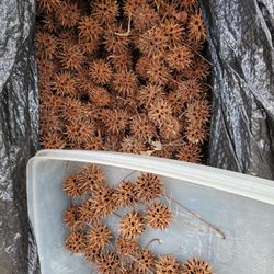 sweet gum seed pods for crafting-FREE