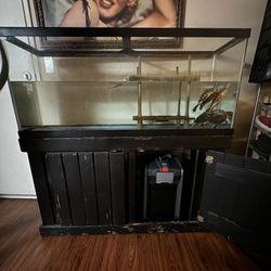 Turtle Tank