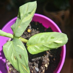 Maranta Leuconeura Variegated (C)