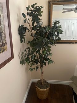 Large Artificial Ficus Tree with Basket