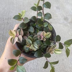 Rainbow Tradescantia Fluminensis Tricolor 4 In Pot