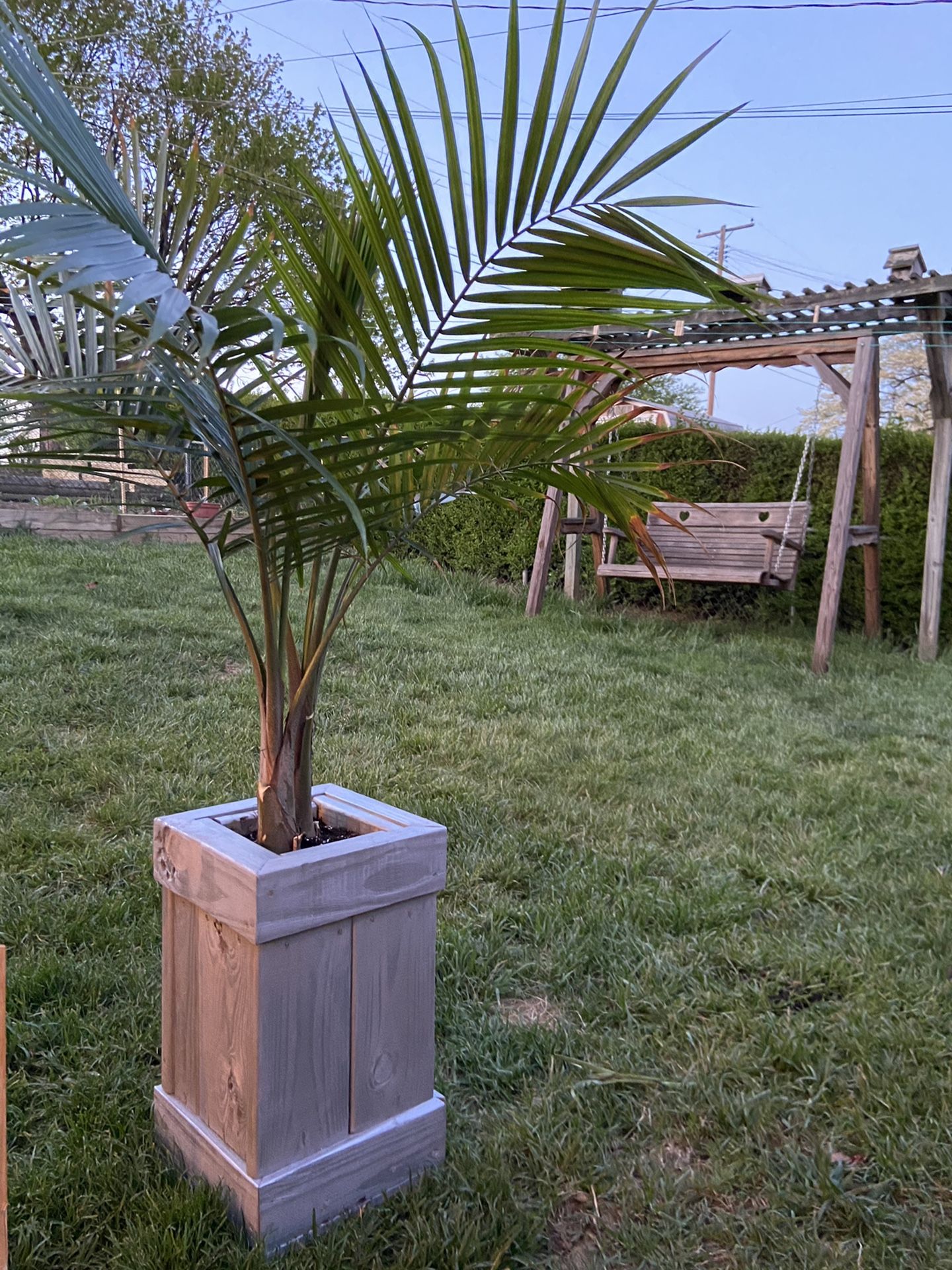 Planter and palm