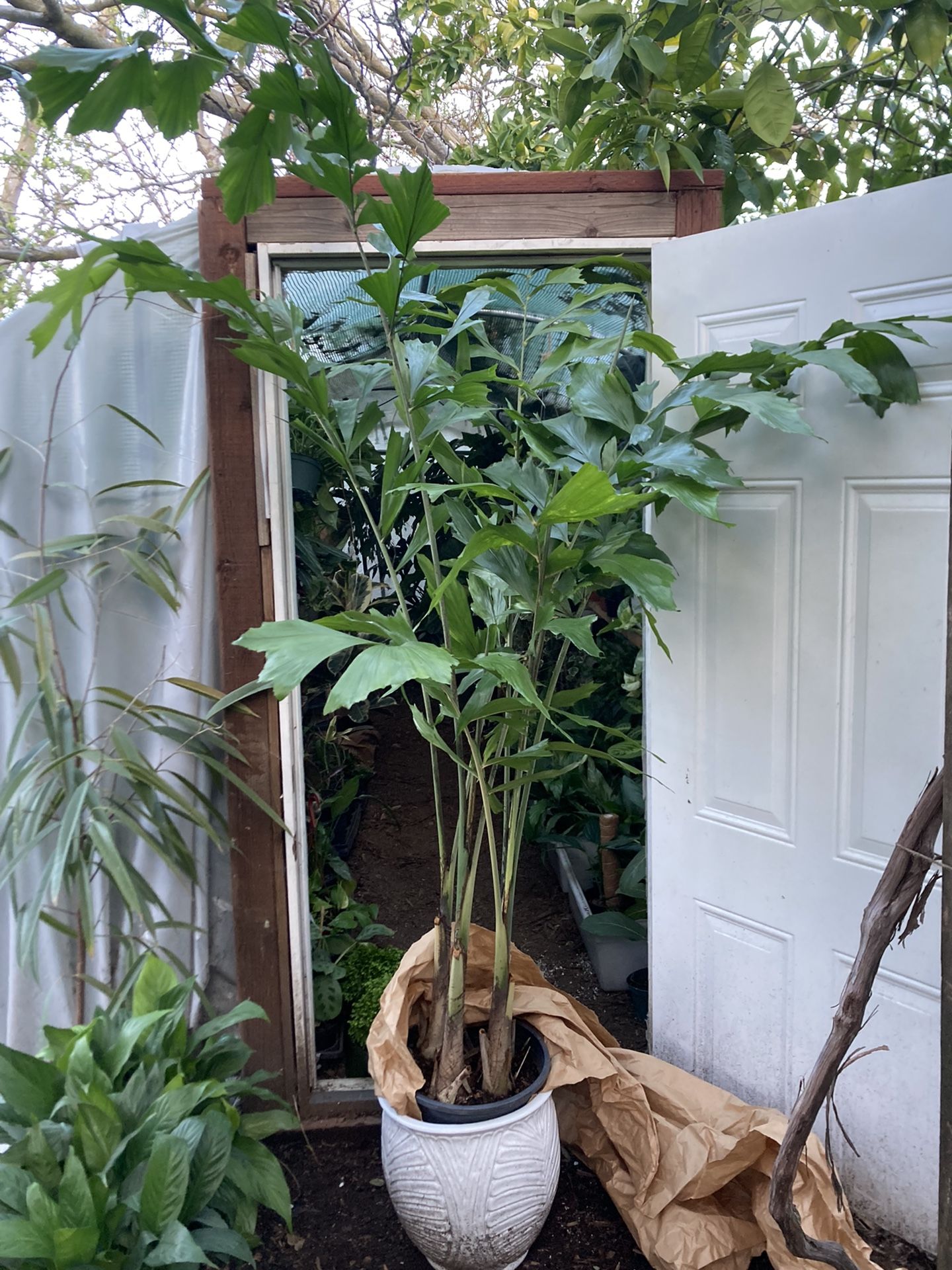 Rare***Gorgeous 7ft Fishtail Palm, Super Healthy Indoor Plant, 4 Plants In This Pot, Ceramic Pot Not Included; 95817