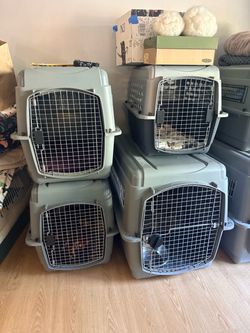 Canine care and training equipment