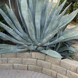 Agave Full Grown 