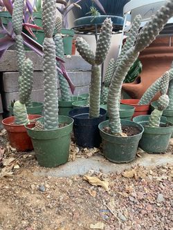 Pine Cone Cactus