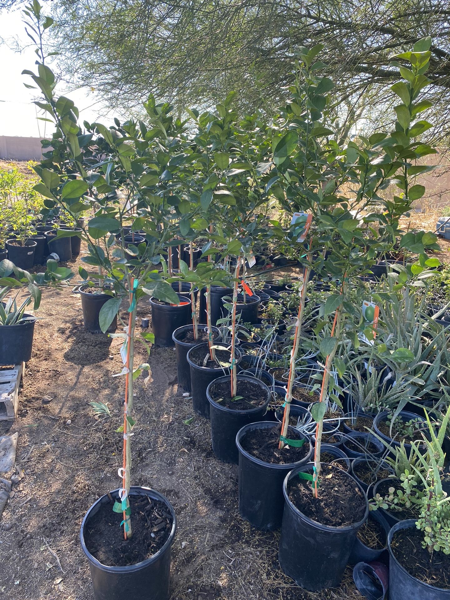 Arboles De Limón Mexicano 