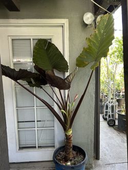 Metalhead Elephant Ear 