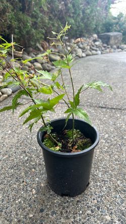 🌿 Japanese Maple Trees – 2 Trees Per Pot –