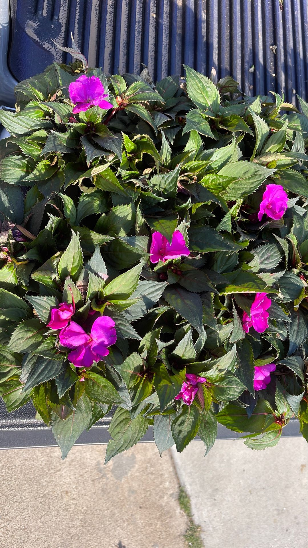 Plants For Sale . Sun Patients . Garden