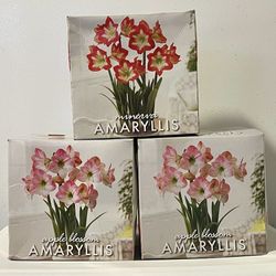 3 Total Amaryllis Bulb Kits $19.00