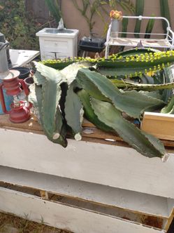 Plants cactuses free