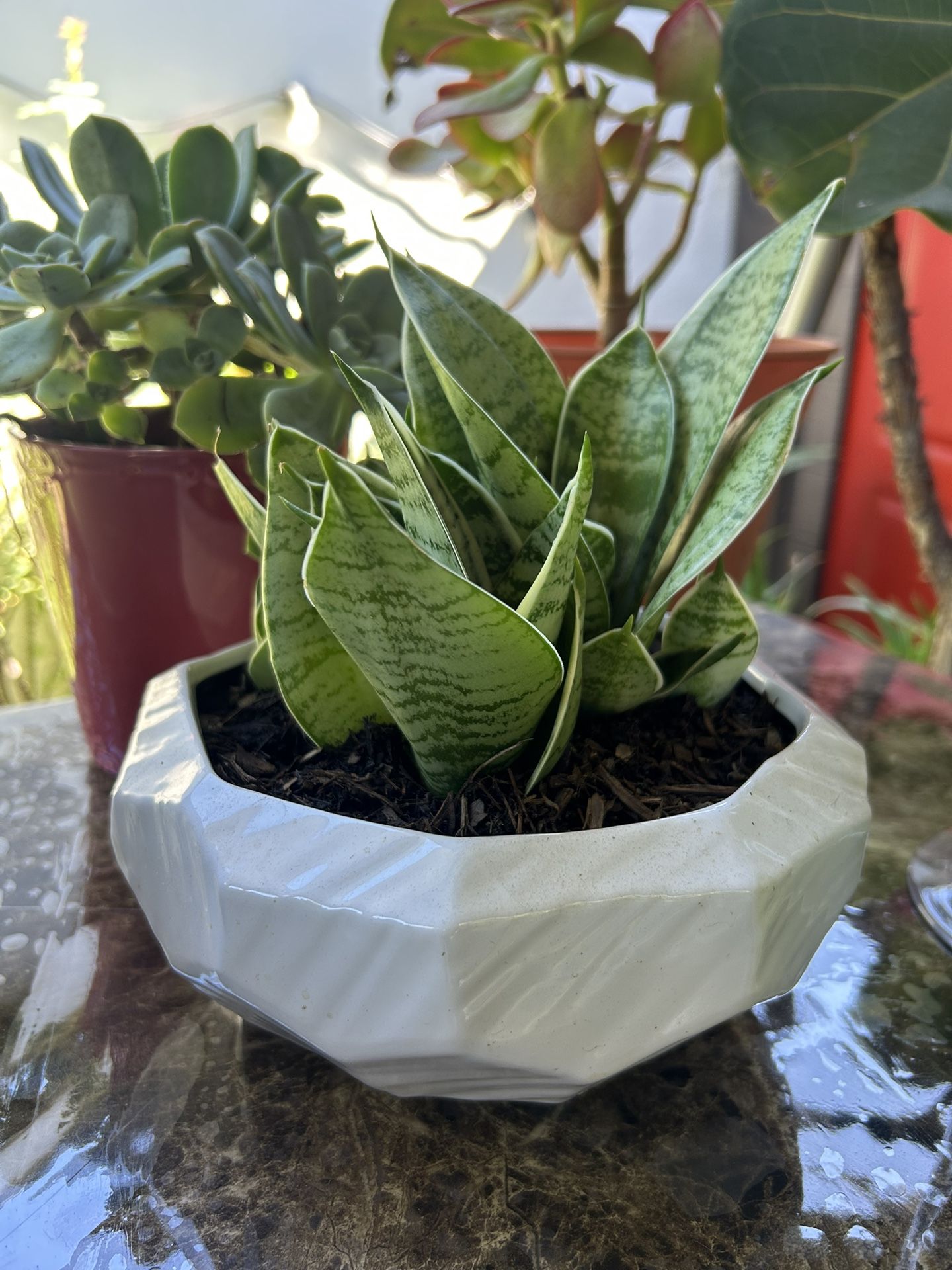 Plant