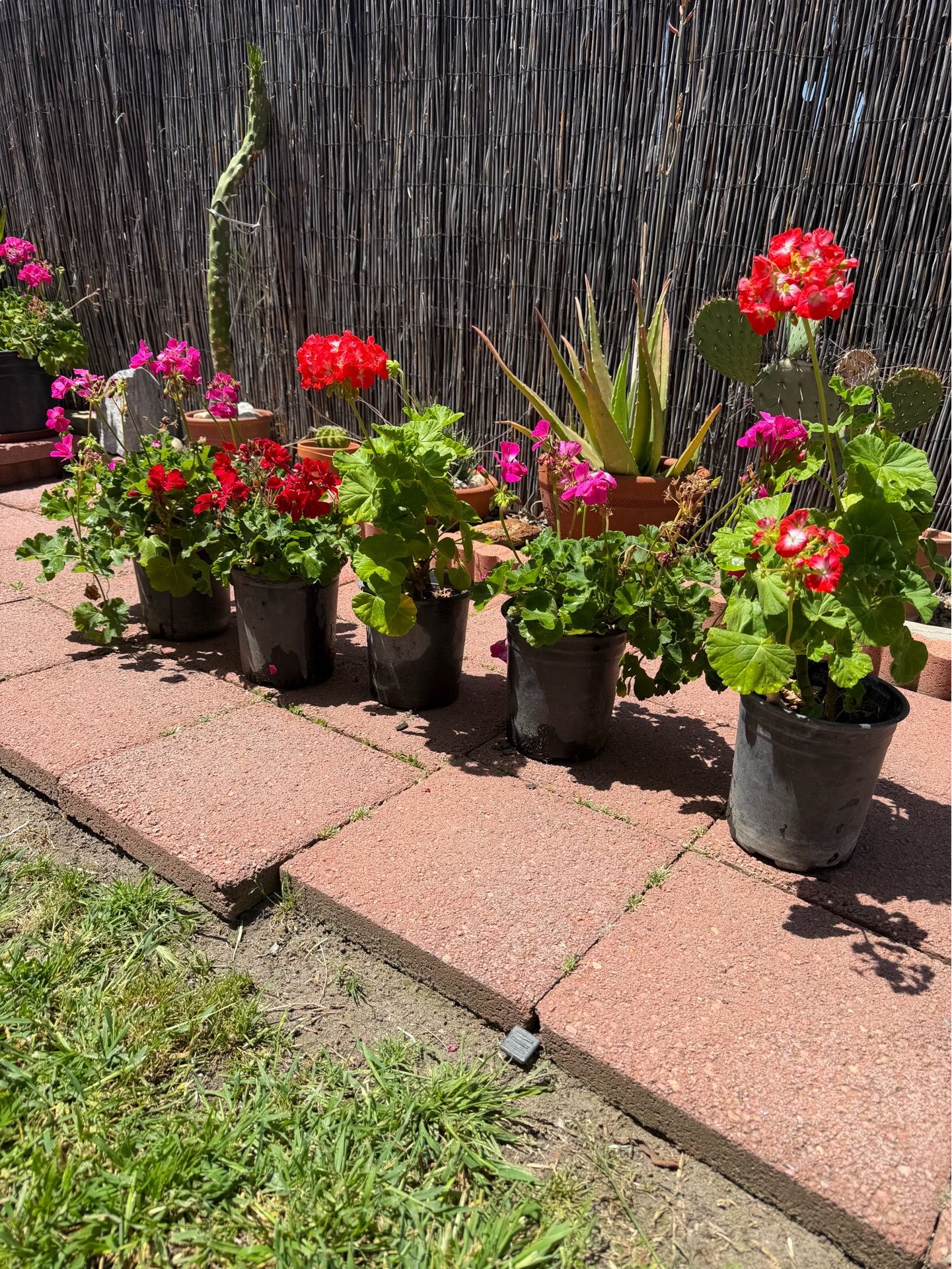 Beautiful Geraniums in gal pot, each $8
