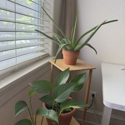 Aloe Plant With Pot 