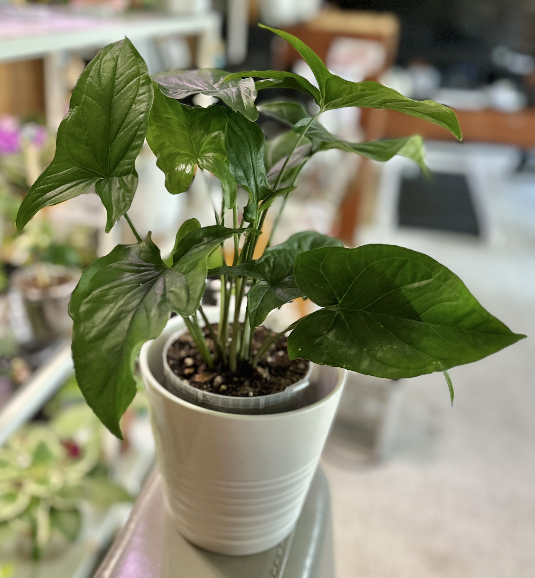 Reverted Batik Syngonium