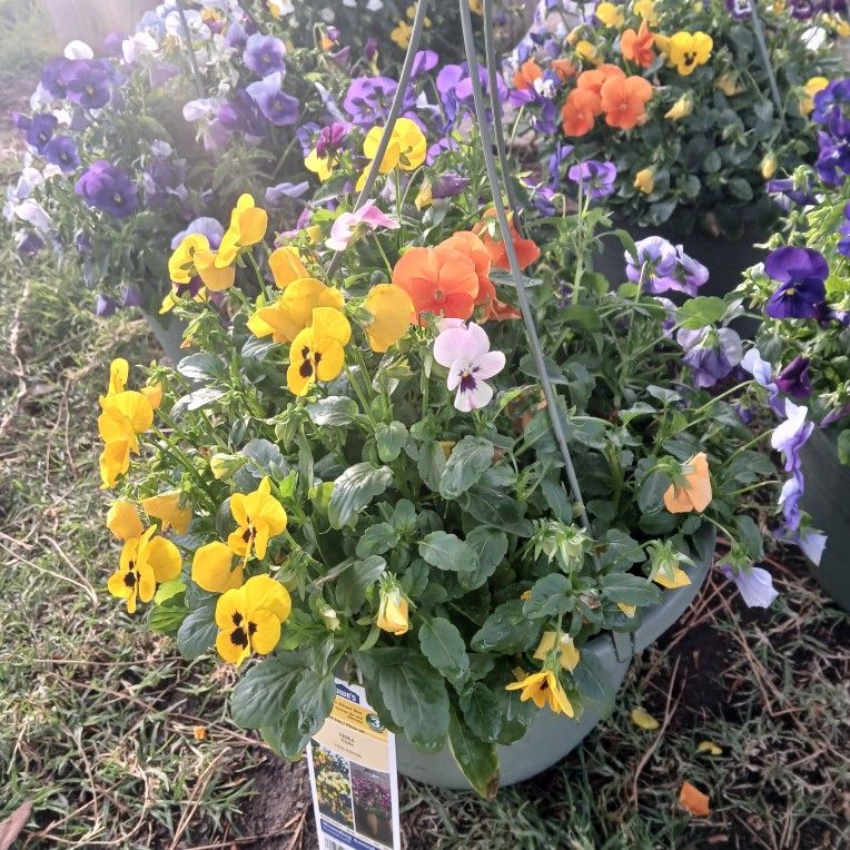 FLOWERING PLANTS /NURSERY GROWN