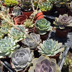 Echeverias & Succulent 