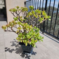 Jade plant