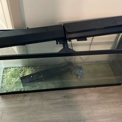 Fish Tank 