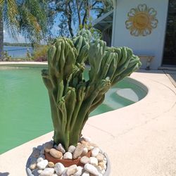 19x9x9" Monstrose Peruvian Apple Cactus Cutting $60 -Ship $15 or Deltona, FL Pickup 