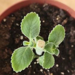 Boldo Plant