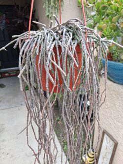 RARE. Cynanchum Bundle of Sticks Plant $40