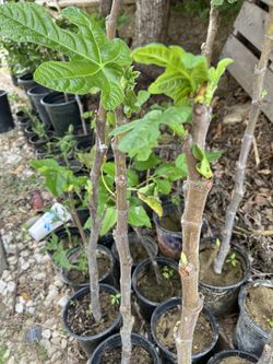 Fig Tree - Brown Turkey