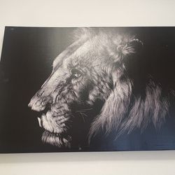 Lion Picture  