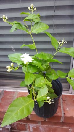 Jasmine