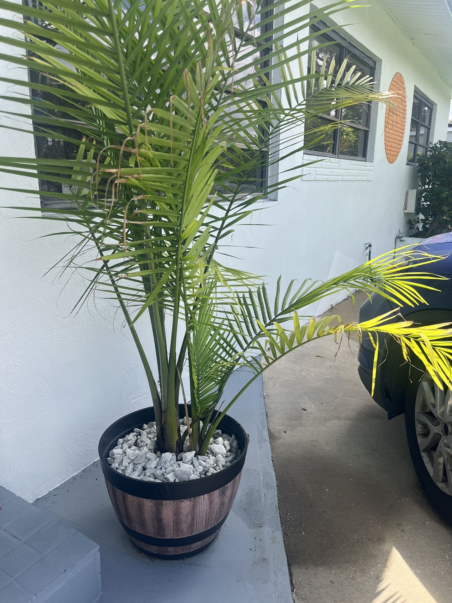 Palm Tree