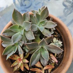 Succulent Arrangement In A Terracota Pot