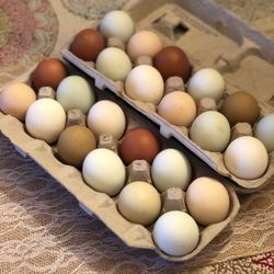 Fertilized Hatch Eggs For Spring Chicks Chickens