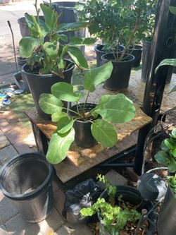 Yerba mansa plant