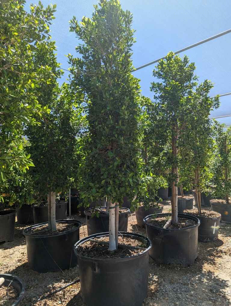 $1000 Each Large Ficus Trees 12' Delivery Only 