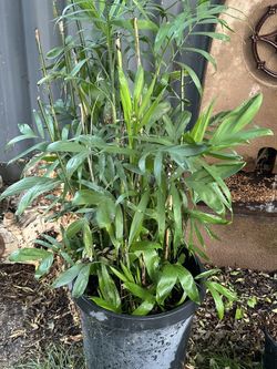 Bamboo Palms