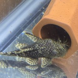 Fish tank accessories