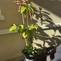 Beautiful Plant For Sale 