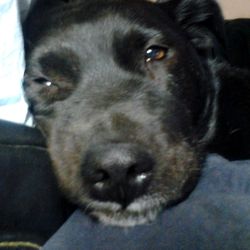 *NEEDED* Incontinence pads\diapers for 19yo crippled dog