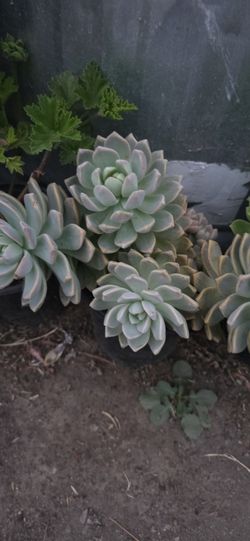 Succulents And Cacti
