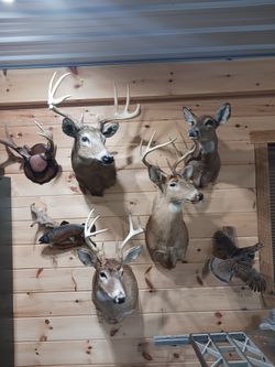 Taxidermy Mounts