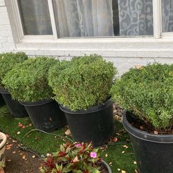 Buxus Plants
