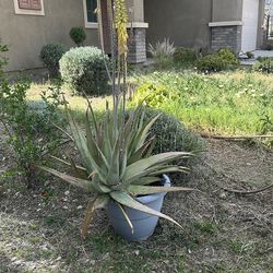 Aloe plant