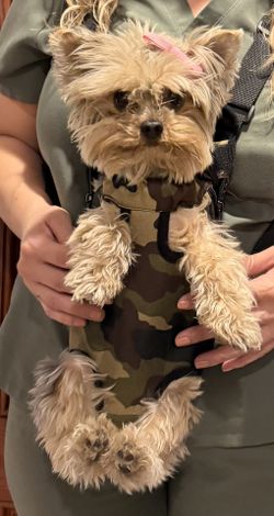 Small Dog Carrier