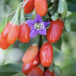 Wolfberry Berry Goji Berry Seedling Live Plant Tree (Lycium barbarum) - Lycium 1 Gallon 