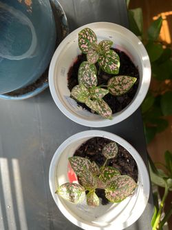 Pink Polka Dot Cutting rooted in soil