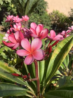 Plumeria