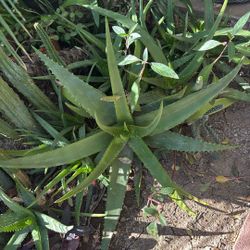 Aloe Vera $30