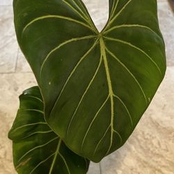 Philodendron Gloriosum Plant