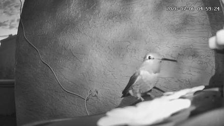Hummingbird Glass Feeder with camera